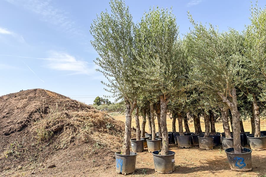 2 Olivenbäume Olea Europaea 